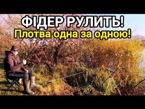 Видео: ОСІННЯ ПЛОТВА! РИБАЛКА НА ФІДЕР В ЛИСТОПАДІ!