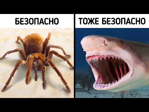 Видео: 70+ фактов, которые заставят вас сказать: "Я этого не знал!"