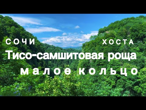 Видео: ТИСО-САМШИТОВАЯ РОЩА 2023 /СОЧИ/