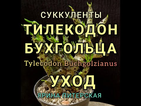 Видео: Тилекодон Бухгольца. Уход.