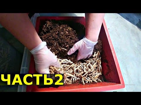 Видео: РЕАЛЬНЫЕ решения проблем при содержании червей дома. Часть2
