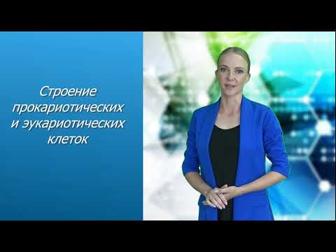 Видео: «Строение прокариотических и эукариотических клеток»