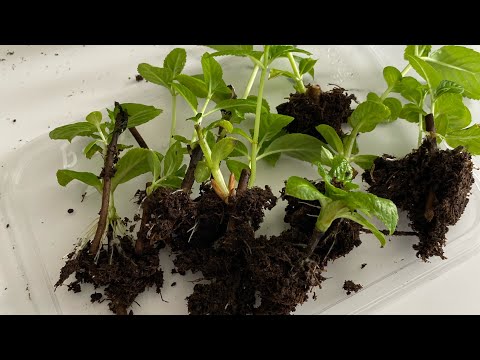 Видео: Успешное черенкование метельчатой гортензии одревесневшими побегами