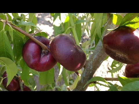 Видео: Інжирний нектарин Донат. Nectarine Donat. М'якоть просто білий мед!