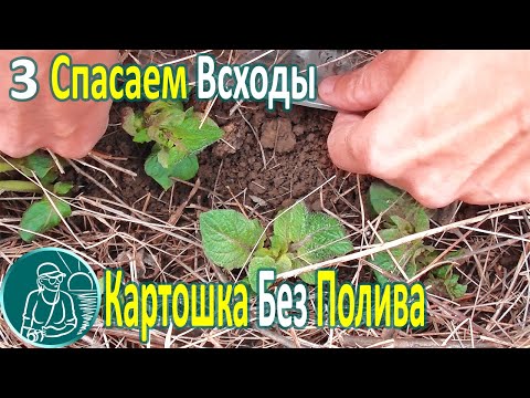 Видео: 🥔 Посадка картофеля без полива в жаре и засухе ⯇3⯈ Спасаем всходы картофеля