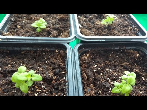 Видео: Бакопа. Пикировка бакопы 18.02. Уход за бакопой. 🌱Петуния в фазе двух настоящих листьев.
