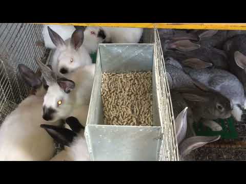 Видео: И снова о породах