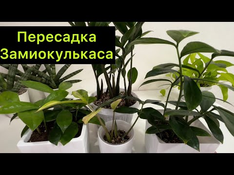 Видео: Пересадка замиокулькаса big yellow ￼￼