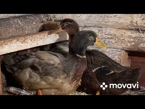 Видео: Новая птица нашего Хозяйства/ Самые редкие утки/Мечты сбываются неожиданно/ Руанские утки