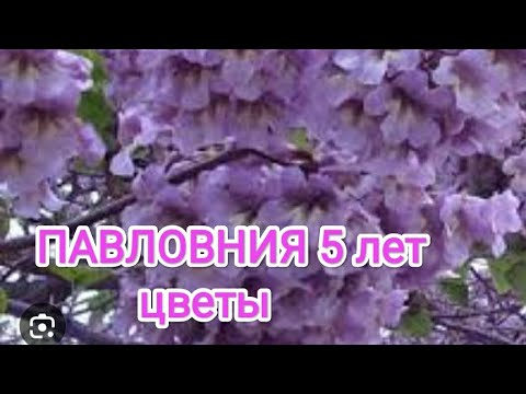 Видео: Как цветет Павловния