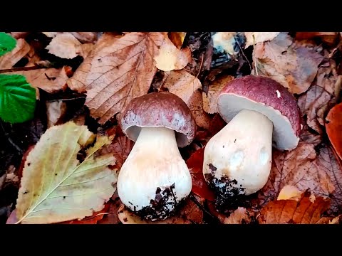 Видео: ТІЛЬКИ ГЛЯНЬТЕ ЩО ЗА ГРИБИ В КІНЦІ ОСІННЬОГО СЕЗОНУ