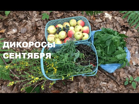 Видео: ДИКОРОСЫ в СЕНТЯБРЕ: для салата, блинов и чая. Крапивно-яблочные блины.