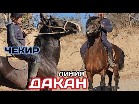 Видео: ДАКАН линия издегендерге👍  ЧЕКИР 