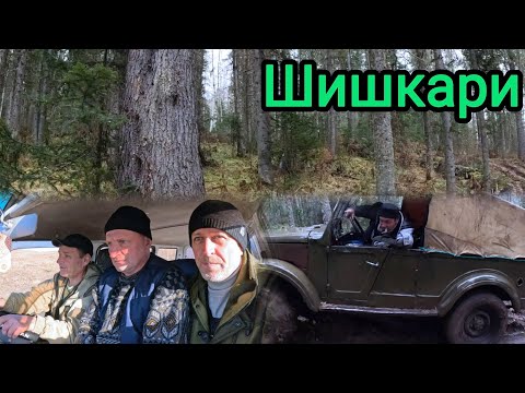 Видео: Тайга кедровая.