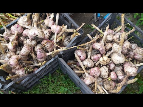 Видео: ЧЕСТНЫЙ ОБЗОР УРОЖАЯ ЧЕСНОКА ЭТОГО ГОДА