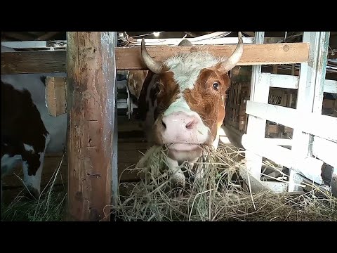 Видео: Осенняя обработка животных от паразитов/Погода портится