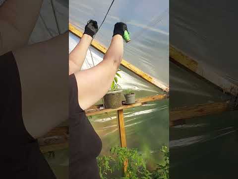 Видео: Пасынкование и дрожжевая подкормка от мамули@А мы такие!