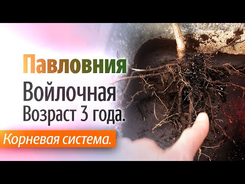 Видео: Как важно правильно, посадить Павловнию. Павловния Войлочная  Возраст 3 года.
