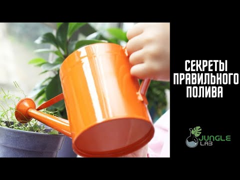 Видео: Как Правильно Поливать Комнатные Растения?