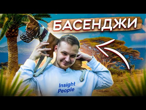 Видео: МЕНЯ УКУСИЛА БАСЕНДЖИ | все о породе| личный опыт владения породой