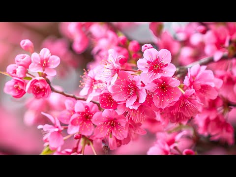 Видео: Музыка лечит сердце и сосуды🌸 Успокаивающая музыка восстанавливает нервную систему,расслабляющая #9
