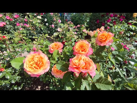 Видео: Делюсь красотой. Цветут розы. 2023.Ленинградская область.
