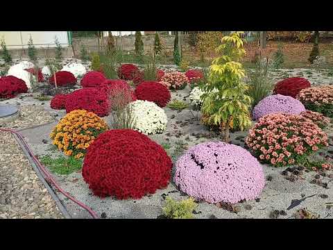 Видео: Нежный и медленный день. До свидания, дачка! Будем скучать...