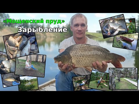 Видео: «Мощенский пруд»   Зарыбление водоёма карпом