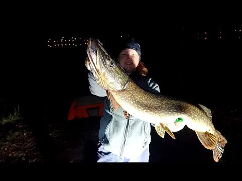 Видео: РЫБАЛКА НА РЕЗИНКИ. ДОНКИ НА НАЛИМА. ТРОФЕЙНЫЙ БЕРШ!