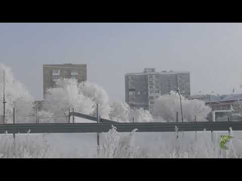 Видео: Шахтинск-иней на деревьях.10.02.2025г.