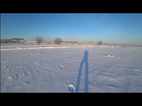 Видео: Охота на зайца в Ленинградской области,  сезон 2024-2025.#2