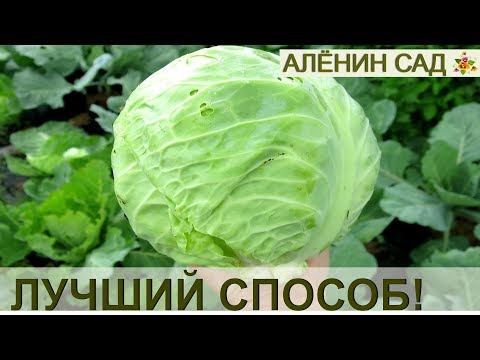 Видео: Лучший способ хранения капусты! Сама проверила!