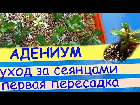 Видео: Адениум: уход за сеянцами, первая пересадка.