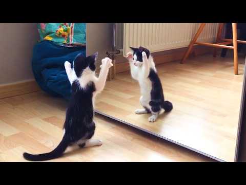 Видео: Коты видят себя впервые 🤣 Самые смешные реакции кошек!