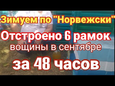 Видео: 😵Зимовка пчел по Норвежски. Отстроено 6 рамок вощины