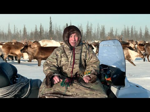 Видео: Счастливый как никто. Оленные люди | Ясавэй. Кочевник ХХI века.