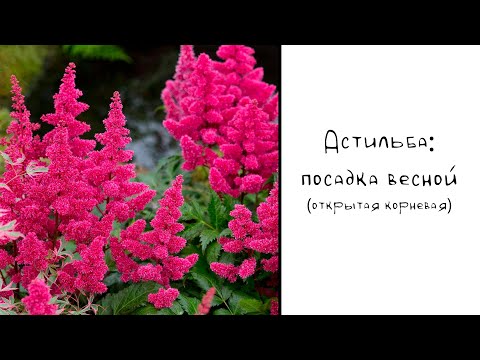 Видео: Астильба: посадка весной (открытая корневая).