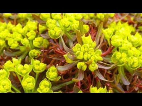 Видео: Розпаковка посилки від Флоріум.