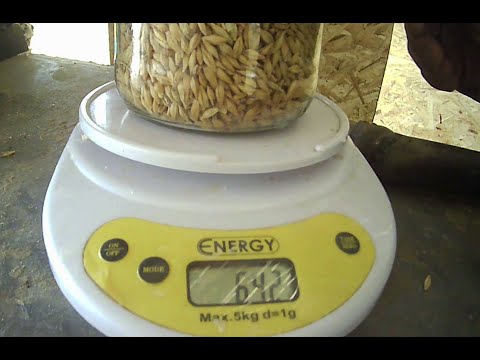 Видео: НАТУРА ЯЧМЕНЯ, проверка нашей веялки после переделки.