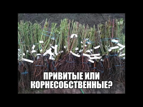 Видео: привитые или корнесобственные?