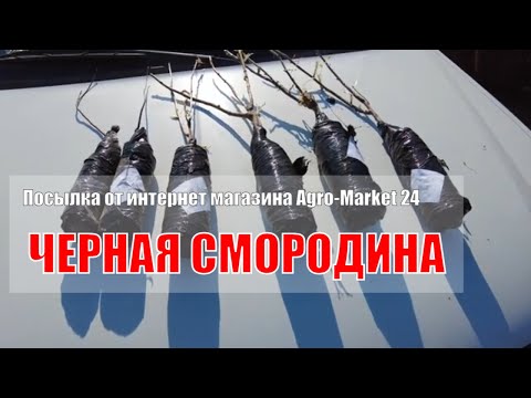 Видео: Посылка от интернет магазина Agro-Market 24, черная смородина