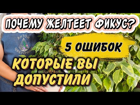 Видео: Почему желтеет фикус? 5 ошибок, которые вы допустили и как решить проблему?