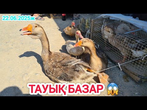 Видео: ҚЫЗЫЛОРДА ТАУЫҚ БАЗАРЫ, ҮЙ ЖАНУАРЛАР БАҒАЛАРЫ.