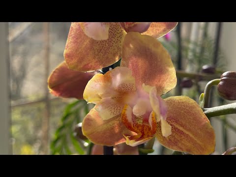 Видео: Декабрь2022❄️🤍🦋 Часть 2 Цветоносы и пополнение коллекции от SON YA