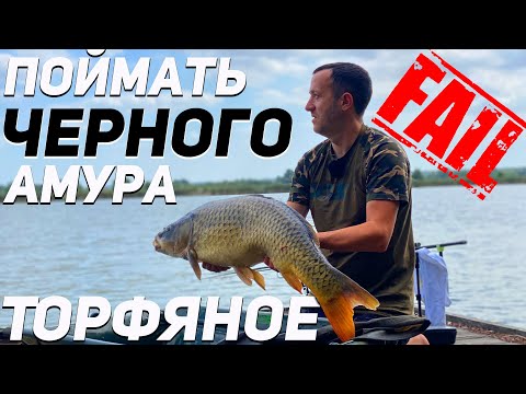 Видео: Ловля карпа вместо черного амура | Карпфишинг Торфяное