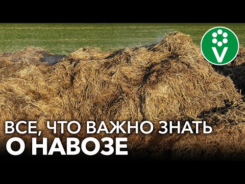 Видео: САМОЕ ВАЖНОЕ О НАВОЗЕ ДЛЯ НАЧИНАЮЩИХ! Когда вносить, нормы и правила использования навоза