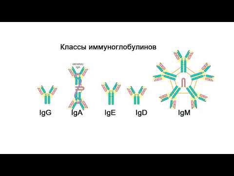 Видео: Иммуногематология-2