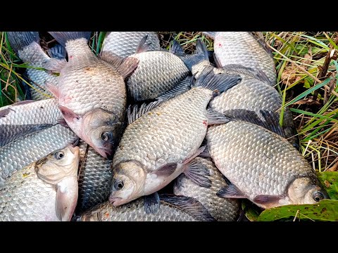 Видео: Эта ЯМА КИШИТ КАРАСЁМ!! Попал на ЖОР КАРАСЯ в ОКТЯБРЕ!! Ловля карася ОСЕНЬЮ на ДОННУЮ СНАСТЬ!!