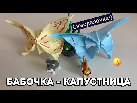 Видео: Бабочка-капустница