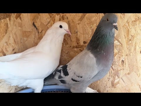 Видео: Правельный подбор мастей по паровке голубей по такле #универсалы#alishersohibov